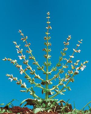 Moriah menorah plant